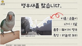 [실종동물찾기]퀘이커 앵무 순돌이를 찾습니다. (서울특…