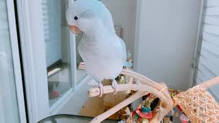 [퀘이커앵무 일구] 기분좋은 일구의 일구song 들어보…