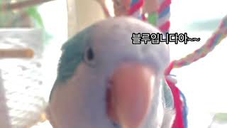 퀘이커 앵무새 장기자랑! : 똑똑똑~! 누구세용? 블루입니다아! 