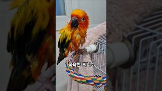 써니야 감기 들어~ 빨리 몸을 말리자!  #썬코뉴어 #…