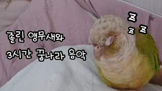 [ENG] 꾸벅꾸벅 조는 앵무새와 3시간 수면유도음악 (사람도 앵무새도 모두 스르르 잠드는 편안한 음악)  | 사랑