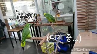 아마존 앵무새 짱아와 수미의 노래배틀!!