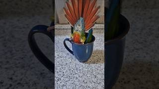 코뉴어앵무새#하랑이#하봉이#parrot#cute#동물농장레전드#tv동물농장