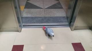 코카투 꼬까동생 회색앵무 꼬미