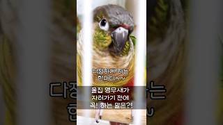 매일 자기전 이 말을 꼭! 하는 앵무새?!#말하는앵무새 #말하는코뉴어 #shorts