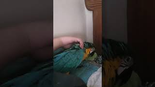 머리 긁어줘서 기분좋은 루카 #shorts #청금강 #청금강앵무새