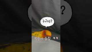 이불속이 좋은 썬몬이#썬코뉴어 #cute#pets#앵무…