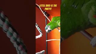 Perfect Little Parrot-Hahns Macaw-  Little Bird Bringing the Good Vibes!  #hansmacaw #parrot