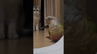 겁없는 앵무새 홍시#앵무새#parrot #코뉴어#conure #고양이 #cat