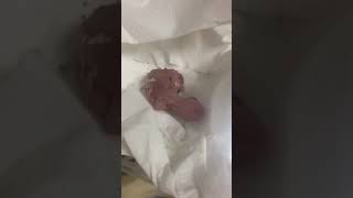 뉴기니아 와 마카우 뉴기니아 갓 부화한 새끼 - 천둥 …