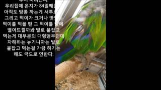 self injury Eclectus parrot therapy course 84 자해하는 뉴기니아앵무새 치료과정 84