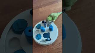 보물찾기 #앵무새 #퀘이커 #parrot #포레깅#스마트앵