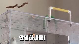 퀘이커 앵무새 언어 능력