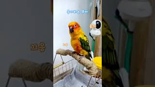 뚜비는 응가중♡ #쾌변 #힘내자 #멀봐 #끙차 #썬코뉴어 #앵무새 #앵집사 #응가 #유쾌 #상쾌 #통쾌