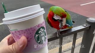 [루카의일상] 스타벅스 좋아…