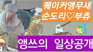 퀘이커앵무새 순도리♡부츄 (녀석들의 하루일상 모습) 인간극장ㄴㄴ앵쓰극장
