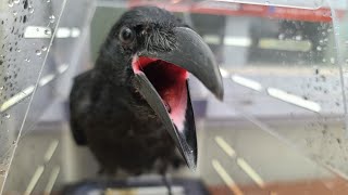 앵무새 아가새농장 방문기와 까마귀 간장이 인사(part…