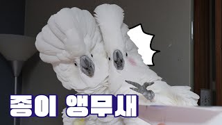 앵무새에게 날아다니는 종이비행기를 보여줬더니?!?! #…