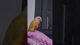 까꿍 옹알이중인 리치                            #앵무새키우기  #말하는앵무새 #앵무새말 #앵무새놀이 #코뉴어 #코뉴어말