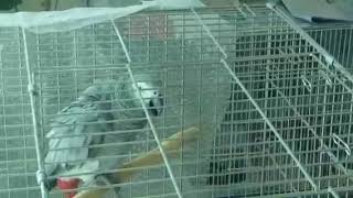 자꾸어딜 가고싶은 회색앵무 조~이