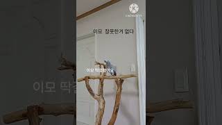 앵무새ㅡ순돌아 이모가 잘못한거 없다