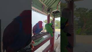 #뉴기니아앵무새 #럭키 #럭키아빠 #해피
