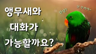 앵무새와 대화가 가능할까요? / 뉴기니아 루피와 함께