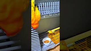 #birds #parrot #pets #썬코뉴어#단짝#…