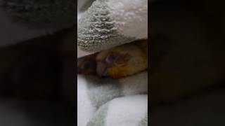 담요에서 놀다 덮어버리면 무슨일이 생길까?? ♡!!                                        #앵무새 #코뉴어 #이유조 #반려동물 #반려조 #분양