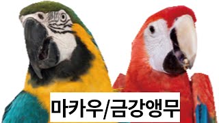 마카우/금강앵무에 대하여.