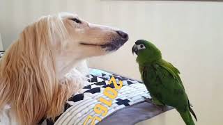 귀여운 꼴통커플