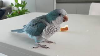 퀘이커앵무새 순도리 실시간 스트리밍 테스트