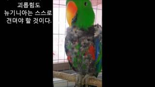 self injury Eclectus parrot therapy course 52 자해하는 뉴기니아앵무새 치료과정 52