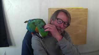 11-30-20 Carlos the Harlequin Macaw Progress Report