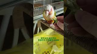 냠냠 #birds #말하는앵무새 #말하는코뉴어 #par…