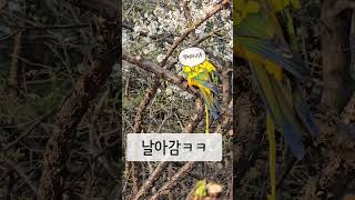 산책나온 썬몬이#birds#썬코뉴어 #앵무새 #산책 #…