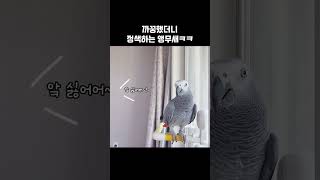 까꿍했더니 정색하는 앵무새ㅋㅋ | My Parrot Got Mad at Peekaboo?!