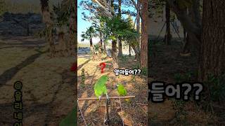 알아듣냐고!!쨉~날리는 쪼꼬미 앵무새 #한스마카우 #아마존앵무새