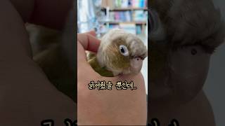 긁다 물림 ㅋㅋ 집사들 다 겪는다는 그 순간