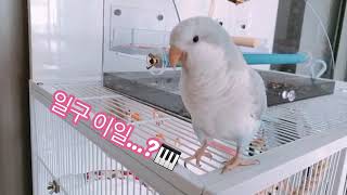 퀘이커앵무 일구 너무너무 귀여운 일구의 재롱 (Quak…