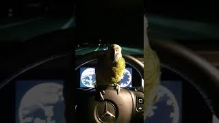 아마존 앵무새 입양 첫날