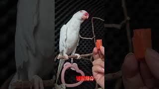 섹시푸드~당근#목도리앵무새#앵무새#parrot#먹방#간식#코뉴어#모란#당근