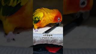 써니야 공책도 필요하지?  #썬코뉴어 #parrot #…