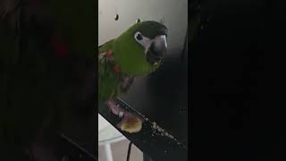 @앵무새. 한스마카우. 13세. 남자. 이름: 지 루비