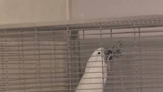 뜨개질은 이렇게 하는겨.. 코카투 뜨개질