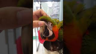 할리퀸 마카우 앵무새 터치하기