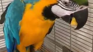 HARLEQUIN MACAW PARROT 