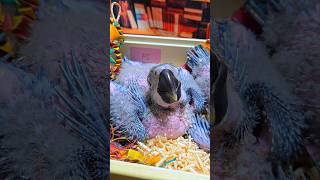 아기 청금강 앵무새예요. #birdslover #par…