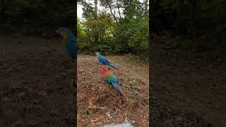 청금강 홍금강앵무 데리고 표고버섯 따러가서