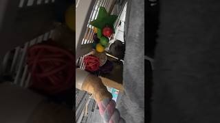 [퀘이커 앵무] 번식기 행동(?) | 좁고 어두운 곳만…